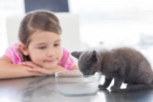 Petit chat qui boit de l'eau à la Clinique vétérinaire des petits animaux de l'Estrie