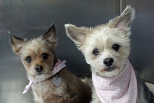 Petits chiens stérilisation Clinique Vétérinaire des petits animaux de l'Estrie