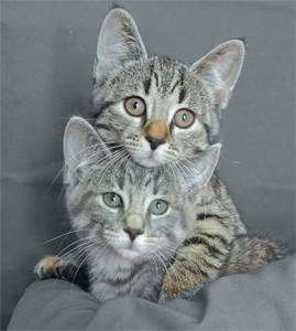 Petit chats stérilisation Clinique Vétérinaire des petits animaux de l'Estrie