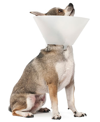 Should I have my dog sterilized Clinique Vet