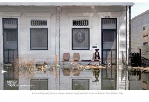 Article de blogue Le sauvetage des animaux de l'Ouragan Katrina : Qu'avons-nous appris en dix ans?