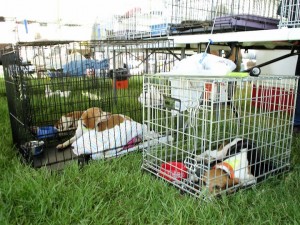 Article de blogue animaux secourus Le sauvetage des animaux de l'Ouragan Katrina : Qu'avons-nous appris en dix ans?