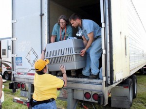 Article de blogue sur Le sauvetage des animaux de l'Ouragan Katrina : Qu'avons-nous appris en dix ans?