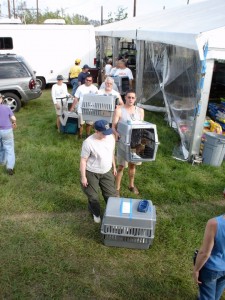 Article de blogue animaux Le sauvetage des animaux de l'Ouragan Katrina : Qu'avons-nous appris en dix ans?