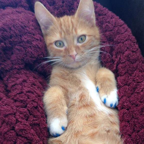 Why We Do Not Declaw Cats